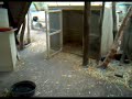 deux cochon vietnamien qui font la course et se rentre dedans.