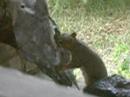 Squirrel Gnaws a Skull