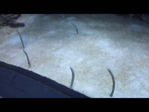 kevinsyoza - Garden eels inside the Steinhart Aquarium at the California Academy of Sciences at Golden Gate Park in San Francisco.