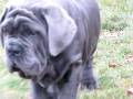 videos de Super TDYChang Neapolitan Mastiff Puppies