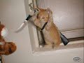 Death Kittens
