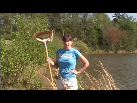 how to collect aquatic invertebrates
