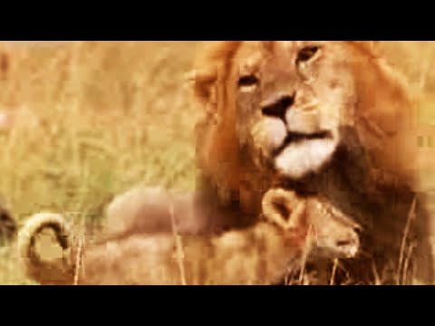 young lioness