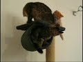 I gatti di Pratovecchio - Gatti siberiani