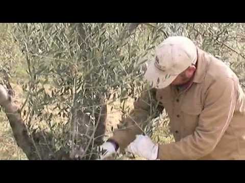 how to olive tree