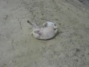 Hercules Scratching