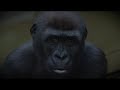Zoo (Sony HVR-S270E)
