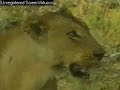 WildEarth Djuma Lions Finishing Carcass WildEarth Djuma Lions Finishing Carcass