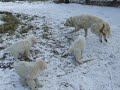 Berghond van de Maremmen en Abruzzen