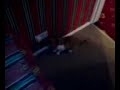 funny cat jumps backwards funny cat jumps backwards