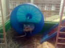 El hamster Alfonsito