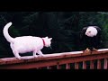funny-dogs-4.html