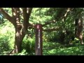 Botanical Gardens- Golden Gate Park -- San ...