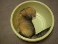 Fretki Fretka Frettchen Ferret Ferrets Kratos playing Fretki Fretka Frettchen Ferret Ferrets Kratos playing