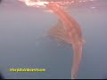 HUGE 60 FEET LONG WHALE SHARK, PHILIPPINES