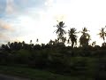 Berbice by Minibus, 4