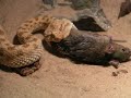 Cerastes cerastes