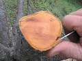 A simple bark or 