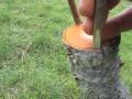 Bark Grafting a Fruit Tree