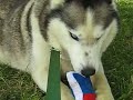 Updike the Siberian Husky Destroys A Toy In No Time Flat