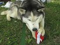 Updike the Siberian Husky Destroys A Toy In No Time Flat