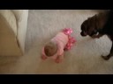 Andi is Crawling!