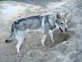 Saarlooswolfhund Che Tala buddelt