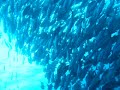Tornado of barracudas Tornado of barracudas
