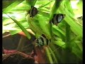 Tiger barb / Sumatrabarben [1/2]