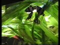 Tiger barb / Sumatrabarben [1/2]