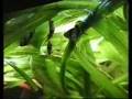 Tiger barb / Sumatrabarben [1/1]