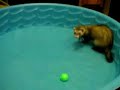 Sasquatch the super ferret learns to swim in this 3 part series