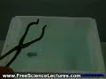 Sodium Reacts with Liquid Water