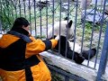 panda-gets-his-back-scratched-.html