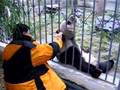 Panda enjoying back scratch