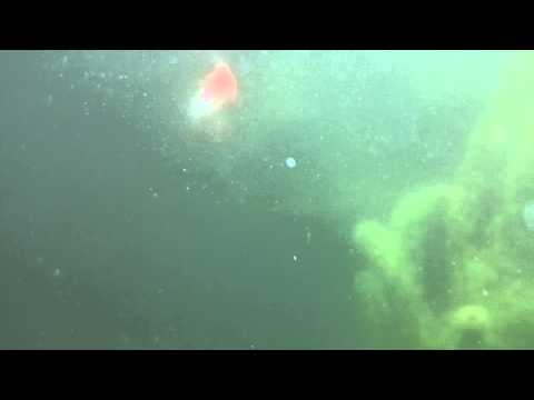 how to cure eutrophication