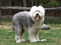 Old English Sheepdog Eating Chicken