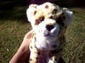i got the signature cheetah
