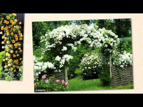 how to fertilize climbing roses