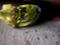 Cat in Bag (Katze in einer Einkaufst�te)