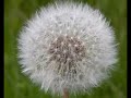 Wunderbare Sch�pfung