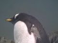 Shake ya tailfeather