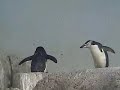 Shake ya tailfeather