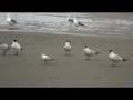Elegant and Caspians Terns