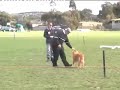 Moses - Competing in Obedience Trial CD (Novice)