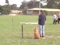 Moses - Competing in Obedience Trial CD (Novice)