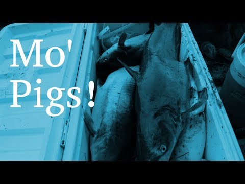 A Few Pigs More A Few Pigs More