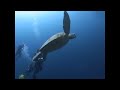 Immersione a SIPADAN parte 2 di 3 (Malesia)