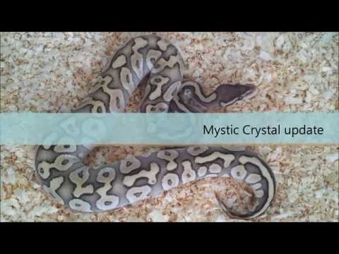 YouTube reptile video