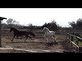 Le jeu - Milord et Filou